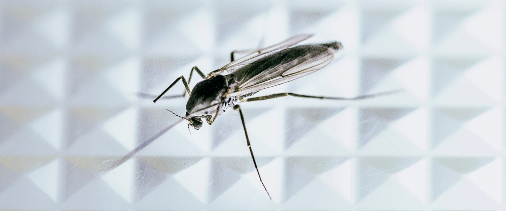 MosquitoMacro2