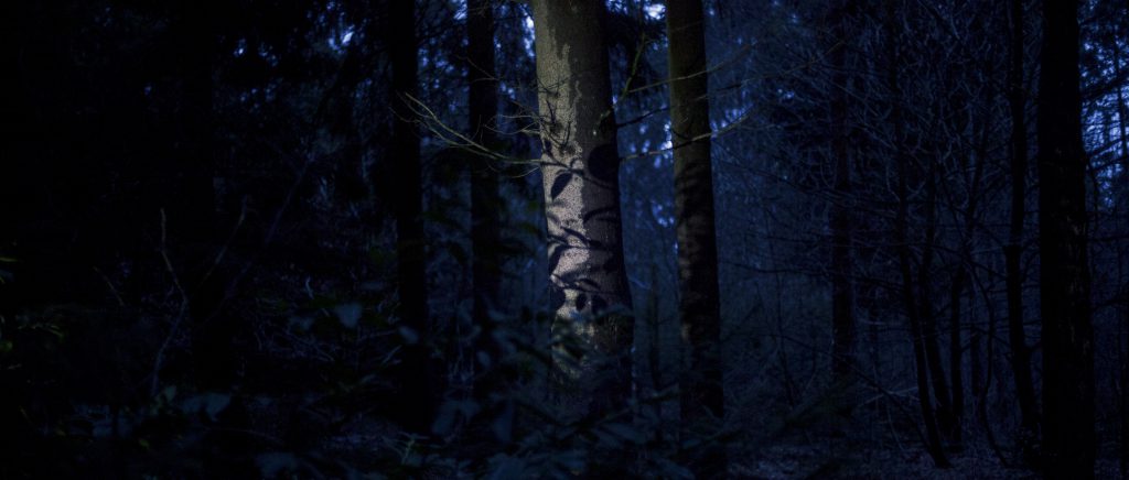 A Walk in Winter Woods