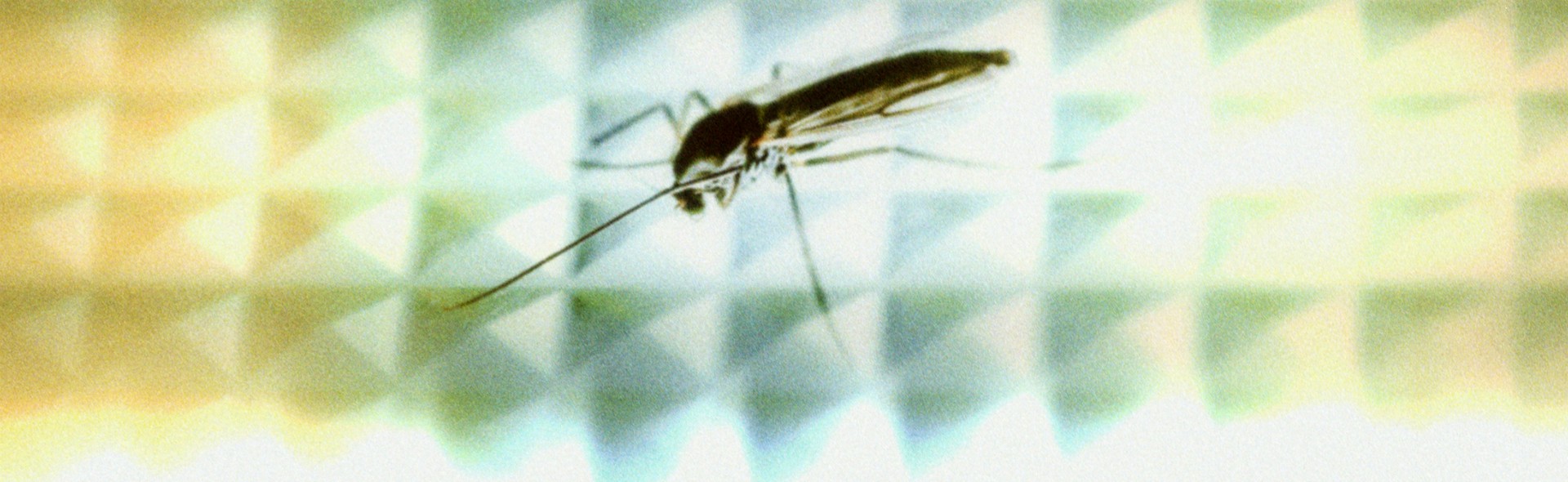 Mosquito (macro experiment 1)