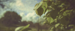 Leaves in Greenwich