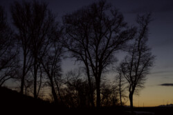 Darkness in the trees