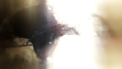 Distel - hxxx