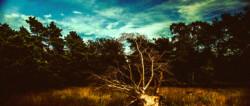 Deadtree