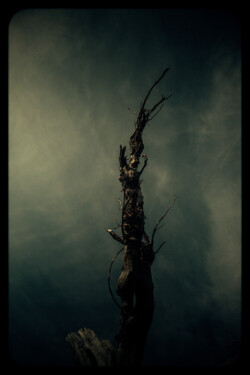Filament