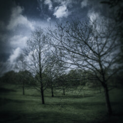Trees in Greenwich Park.
